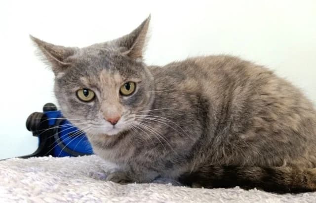 Cat 28291, Mixed Breed (Pets Tallinn Shelter)