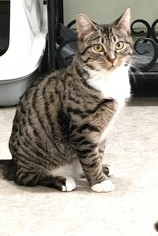 Cat 28292, Mixed Breed (Pets Tallinn Shelter)
