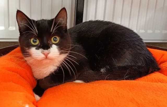 Cat 28293, Mixed Breed (Pets Tallinn Shelter)