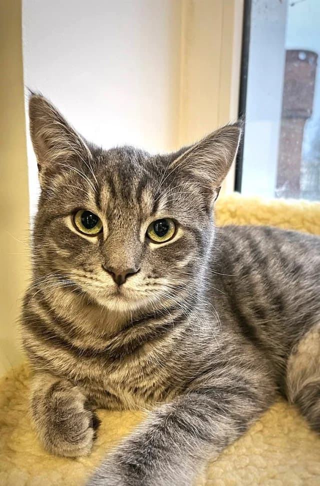 Cat 28296, female young Mixed Breed for adoption at Pets Tallinn Shelter, Tallinn