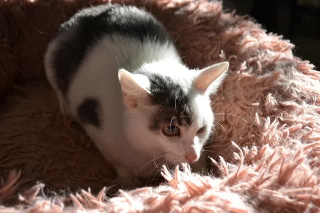 Cat 28309, Mixed Breed (Pets Tallinn Shelter)