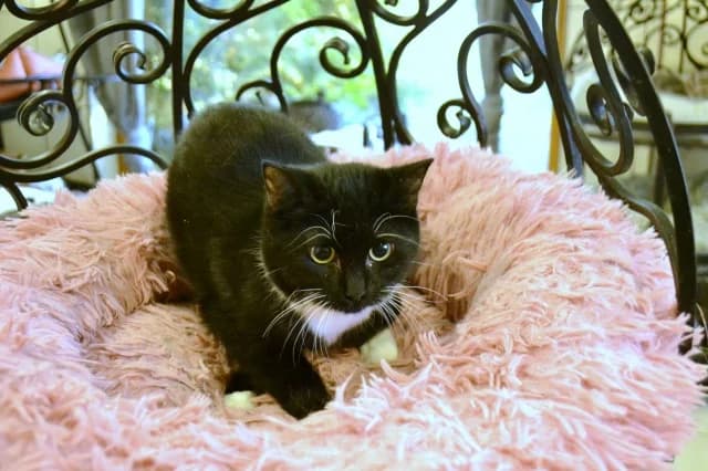 Cat 28312, Mixed Breed (Pets Tallinn Shelter)