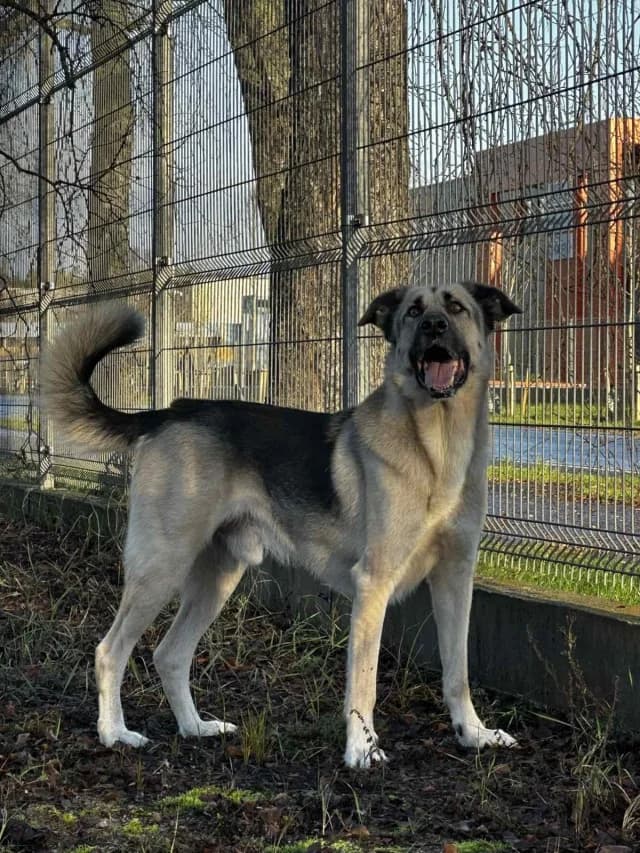 Dzek, female young Mixed Breed for adoption at Pets Tallinn Shelter, Tallinn