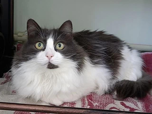 Cat 28321, Mixed Breed (Pets Tallinn Shelter)