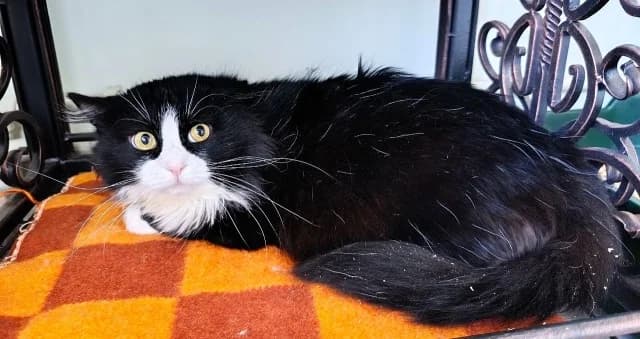 Cat 28347, Mixed Breed (Pets Tallinn Shelter)