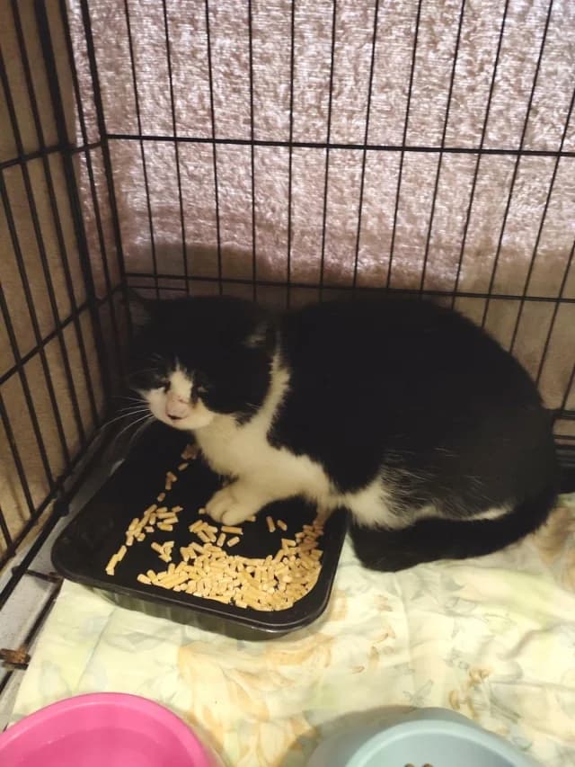 Cat 28371, Mixed Breed (Pets Tallinn Shelter)
