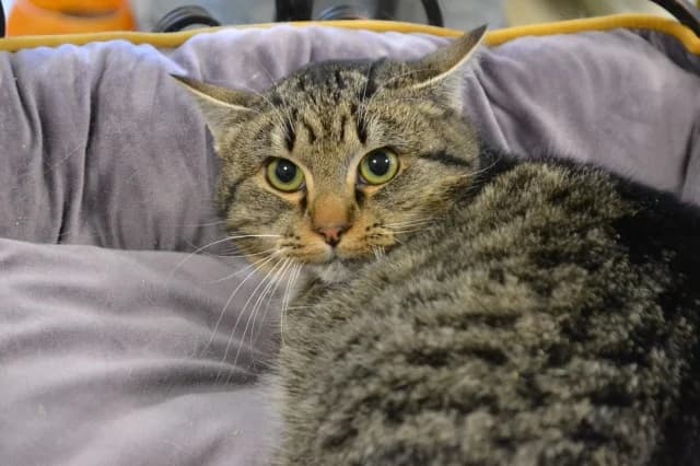 Cat 28372, Mixed Breed (Pets Tallinn Shelter)