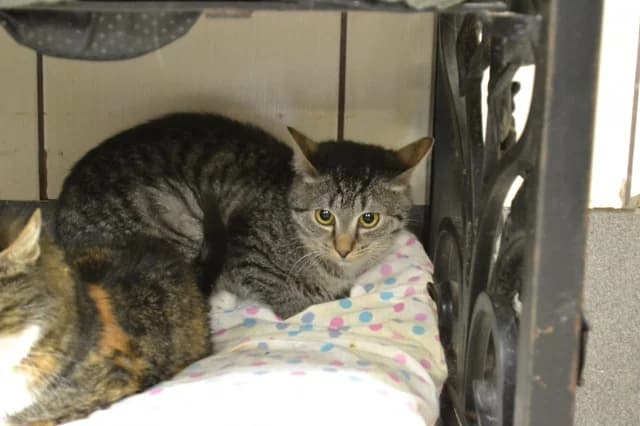 Cat 28374, Mixed Breed (Pets Tallinn Shelter)
