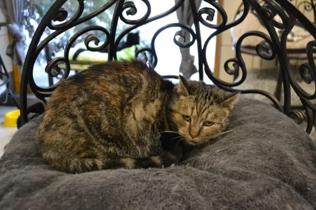 Cat 28379, Mixed Breed (Pets Tallinn Shelter)