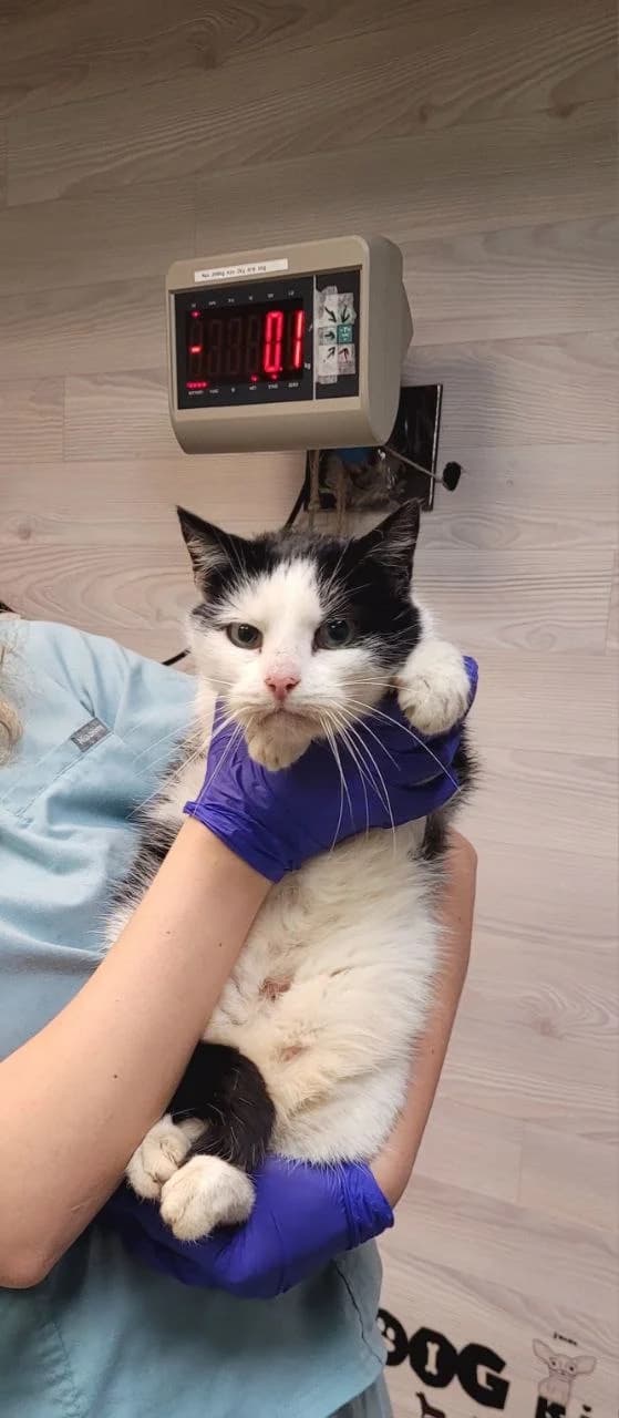 Cat 28391, Mixed Breed (Pets Tallinn Shelter)