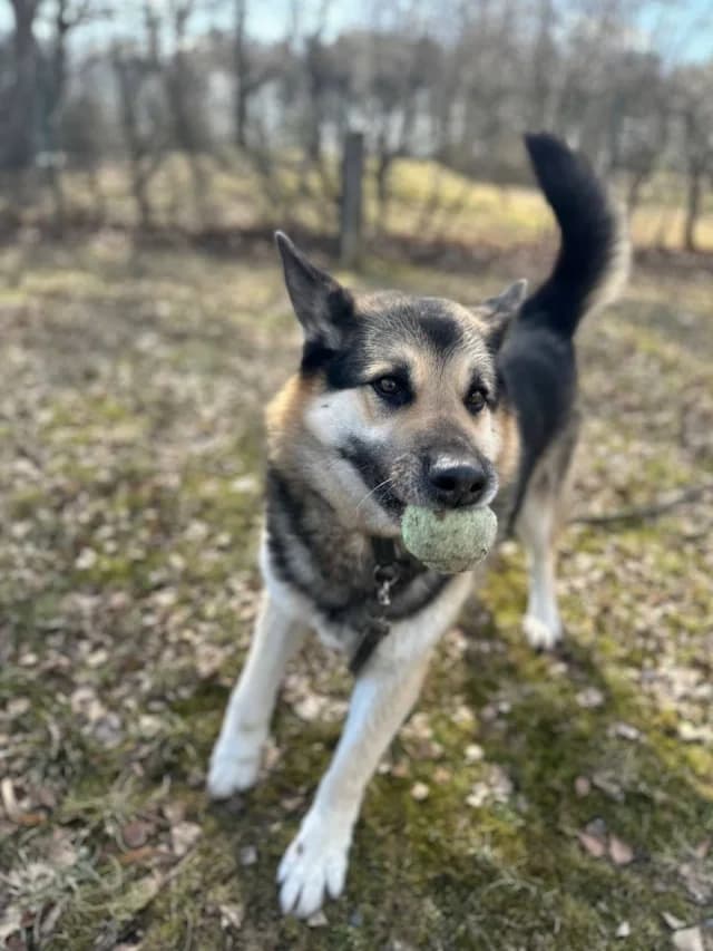Alchar, female young Mixed Breed for adoption at Pets Tallinn Shelter, Tallinn