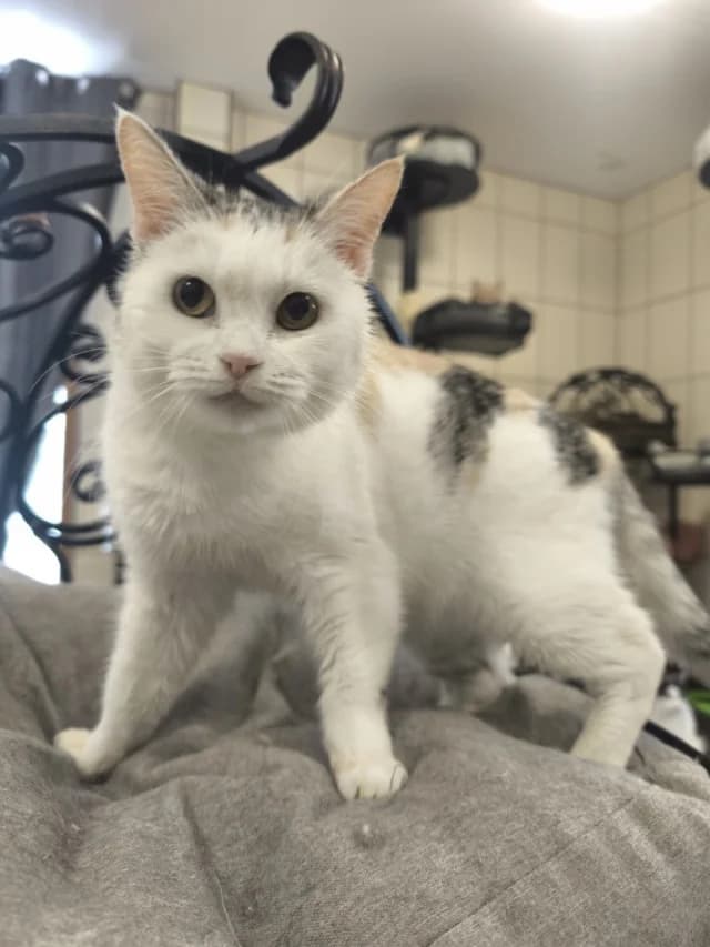 Gabi, female puppy Domestic Shorthair for adoption at Pets Tallinn Shelter, Tallinn