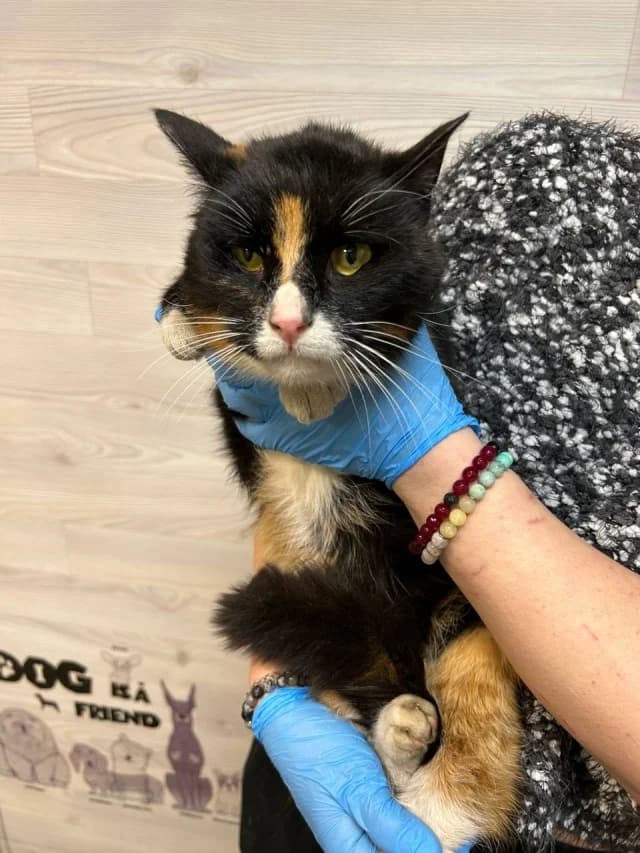 Miia, Mixed Breed (Pets Tallinn Shelter)