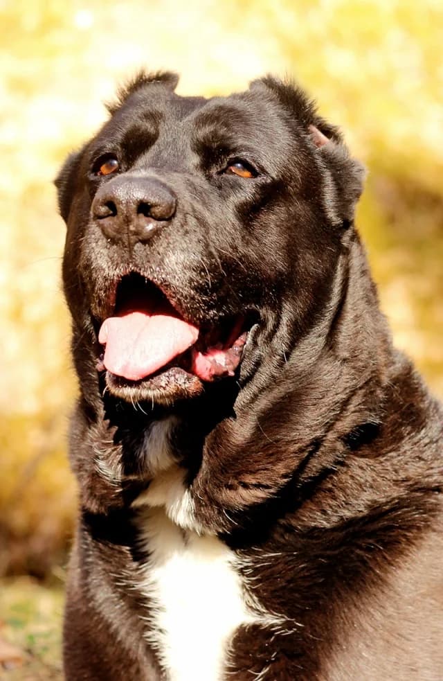 Bagira, female young Mixed Breed for adoption at Pets Tallinn Shelter, Tallinn