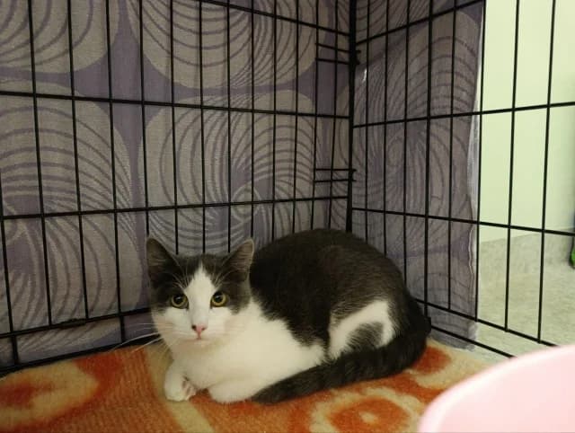 Cat 28447, Mixed Breed (Pets Tallinn Shelter)
