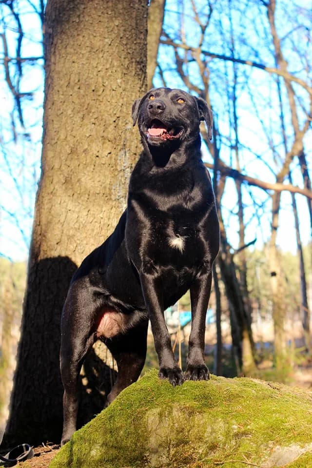 Pujas, female young Mixed Breed for adoption at Pets Tallinn Shelter, Tallinn
