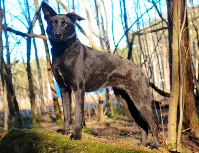 Mini, male puppy Mixed Breed for adoption at Pets Tallinn Shelter, Tallinn