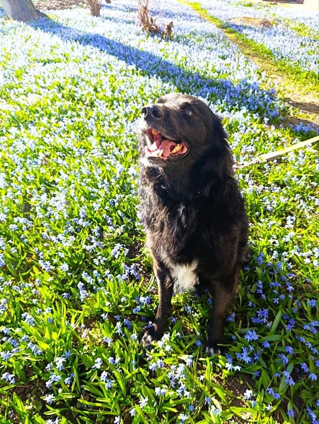 Basic, male puppy Mixed Breed for adoption at Pets Tallinn Shelter, Tallinn