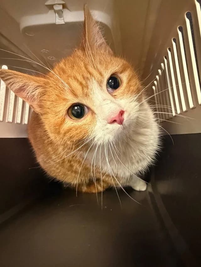 Cat 28464, Mixed Breed (Pets Tallinn Shelter)