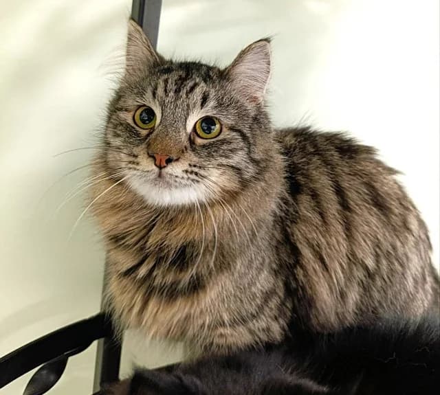 Cat 28465, Mixed Breed (Pets Tallinn Shelter)