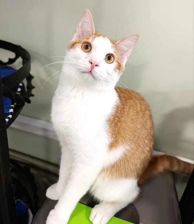 Cat 28467, Mixed Breed (Pets Tallinn Shelter)
