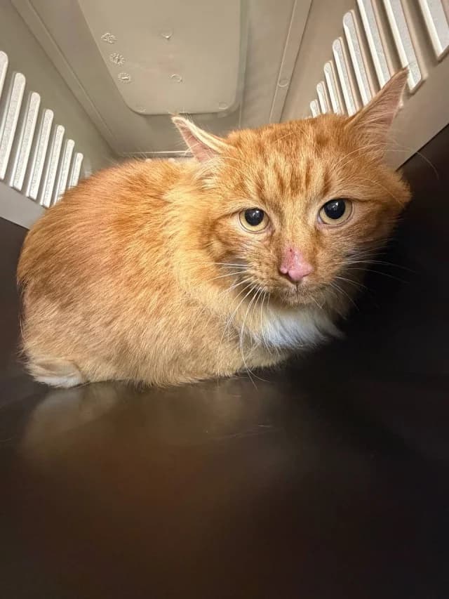 Cat 28481, female young Mixed Breed for adoption at Pets Tallinn Shelter, Tallinn
