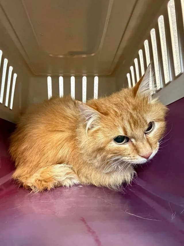Cat 28485, female young Mixed Breed for adoption at Pets Tallinn Shelter, Tallinn