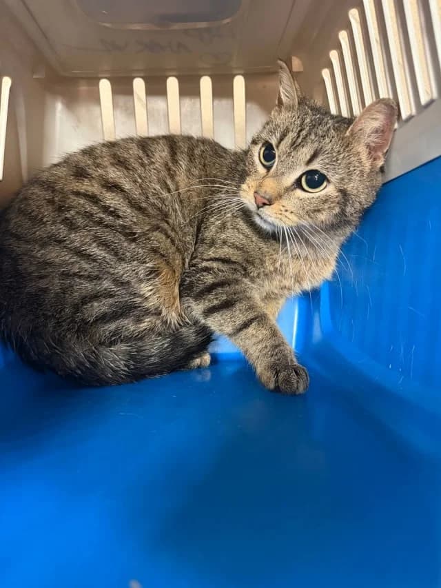 Cat 28486, female young Mixed Breed for adoption at Pets Tallinn Shelter, Tallinn