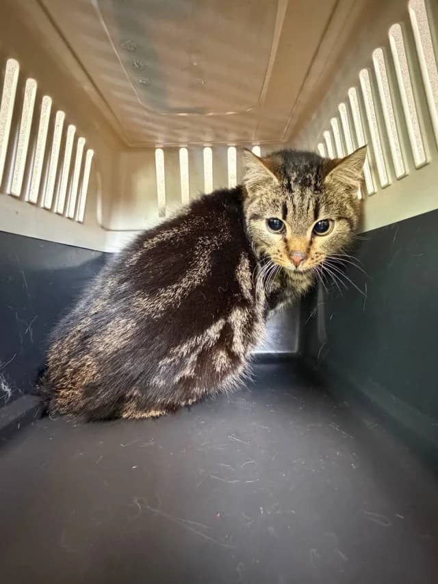 Cat 28487, female young Mixed Breed for adoption at Pets Tallinn Shelter, Tallinn