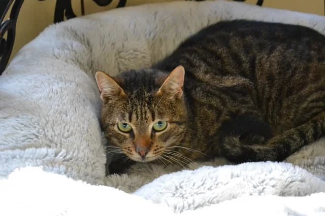 Cat 28488, female young Mixed Breed for adoption at Pets Tallinn Shelter, Tallinn