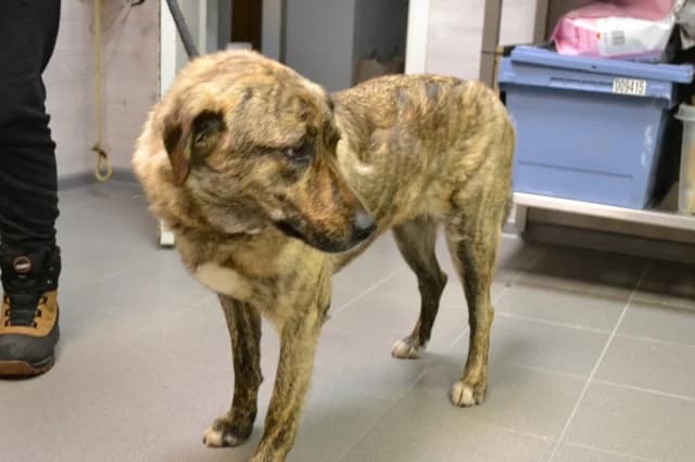 Fifi, female 3yo Mixed Breed for adoption at Pets Tallinn Shelter, Tallinn