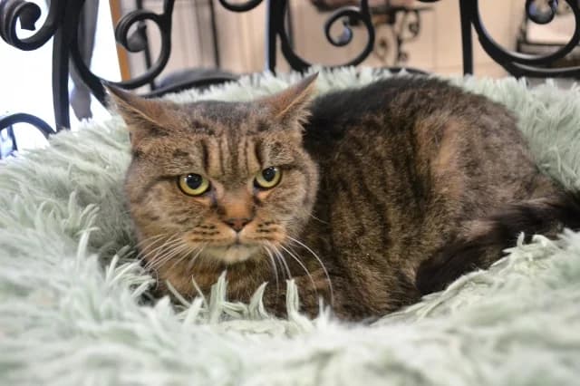 Cat 28498, female young Mixed Breed for adoption at Pets Tallinn Shelter, Tallinn