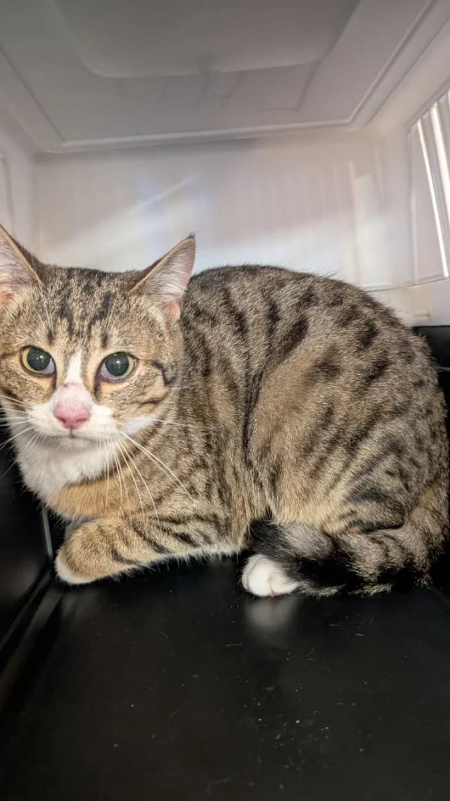 Cat 28507, female young Mixed Breed for adoption at Pets Tallinn Shelter, Tallinn