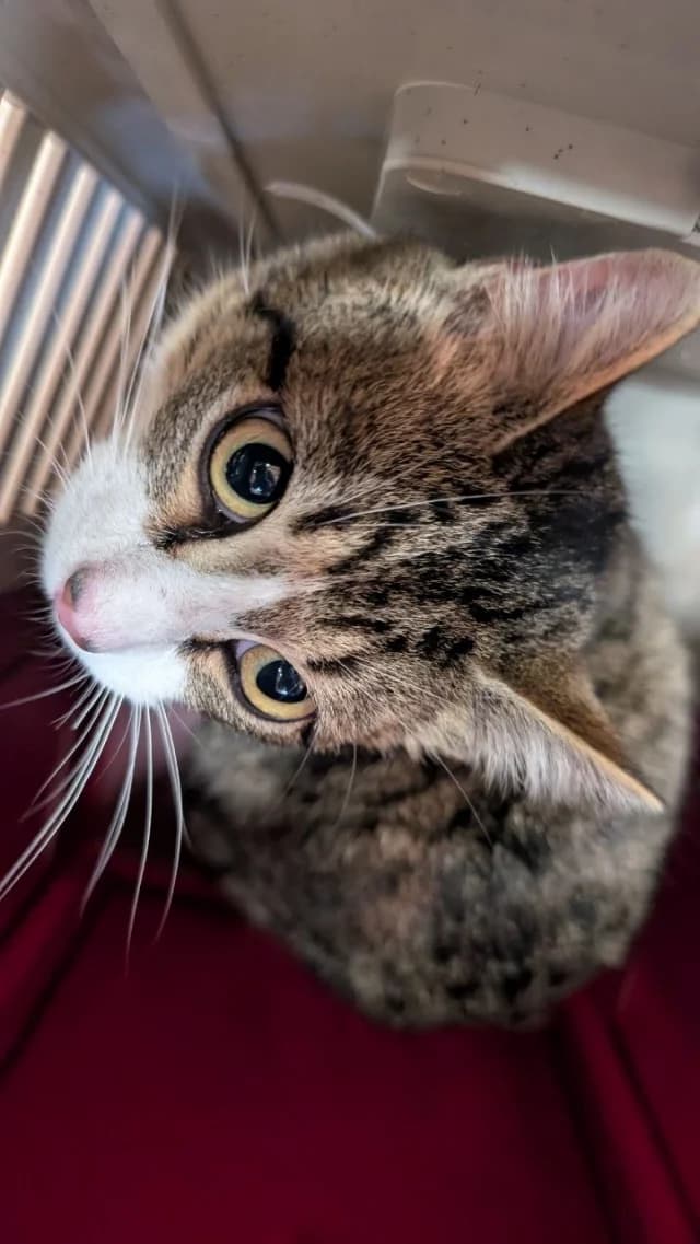 Cat 28508, female young Mixed Breed for adoption at Pets Tallinn Shelter, Tallinn