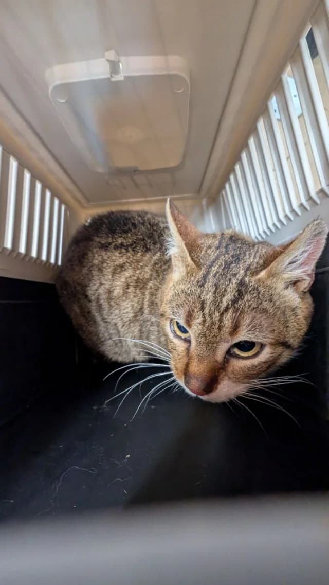 Cat 28509, female young Mixed Breed for adoption at Pets Tallinn Shelter, Tallinn