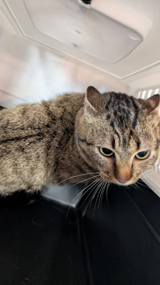 Cat 28510, female young Mixed Breed for adoption at Pets Tallinn Shelter, Tallinn
