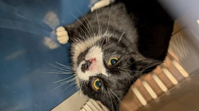 Cat 28511, female young Mixed Breed for adoption at Pets Tallinn Shelter, Tallinn