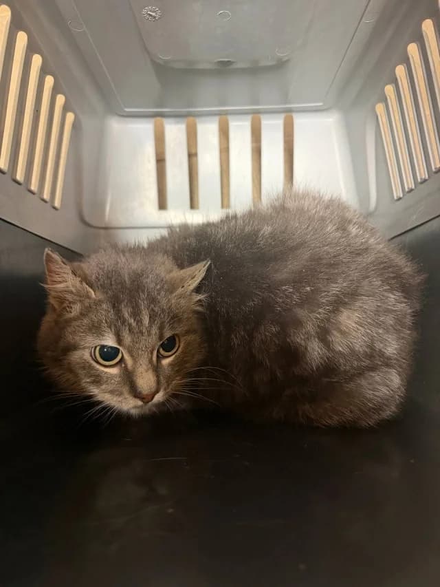 Cat 28512, female young Mixed Breed for adoption at Pets Tallinn Shelter, Tallinn