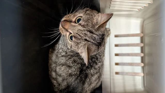 Cat 28513, female young Mixed Breed for adoption at Pets Tallinn Shelter, Tallinn