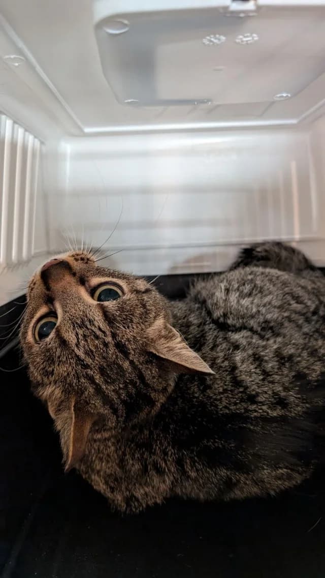 Cat 28514, female young Mixed Breed for adoption at Pets Tallinn Shelter, Tallinn