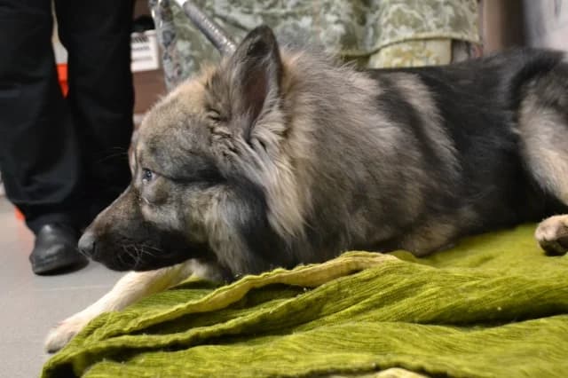Dog 28539, grey female Mixed Breed for adoption at Pets Tallinn Shelter, Tallinn