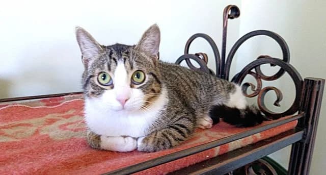 Cat 28550, Mixed Breed (Pets Tallinn Shelter)