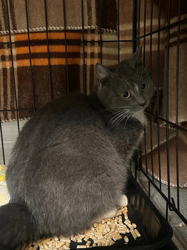Cat 28552, female young Mixed Breed for adoption at Pets Tallinn Shelter, Tallinn