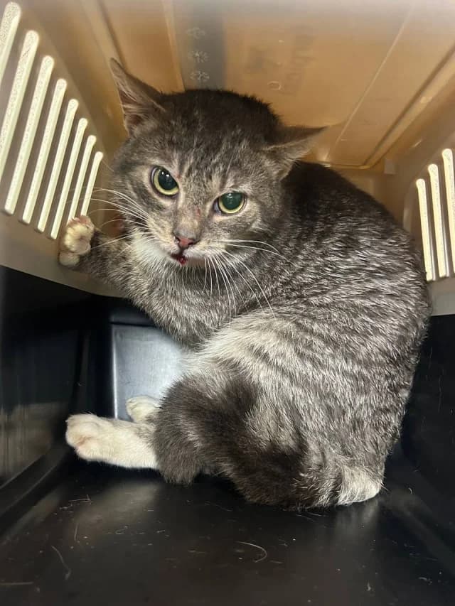 Cat 28553, female young Mixed Breed for adoption at Pets Tallinn Shelter, Tallinn