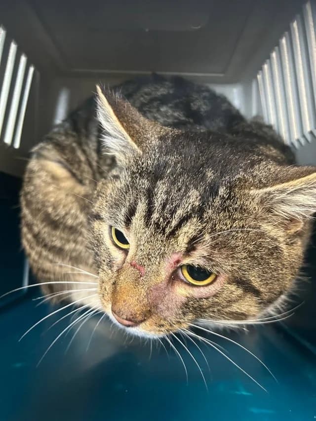 Cat 28554, female young Mixed Breed for adoption at Pets Tallinn Shelter, Tallinn