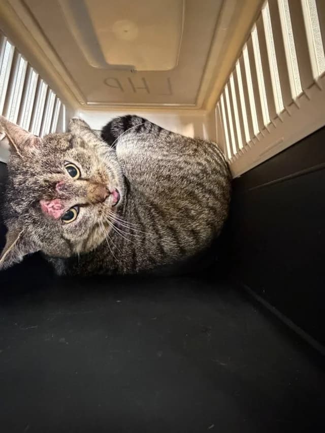 Cat 28557, female young Mixed Breed for adoption at Pets Tallinn Shelter, Tallinn