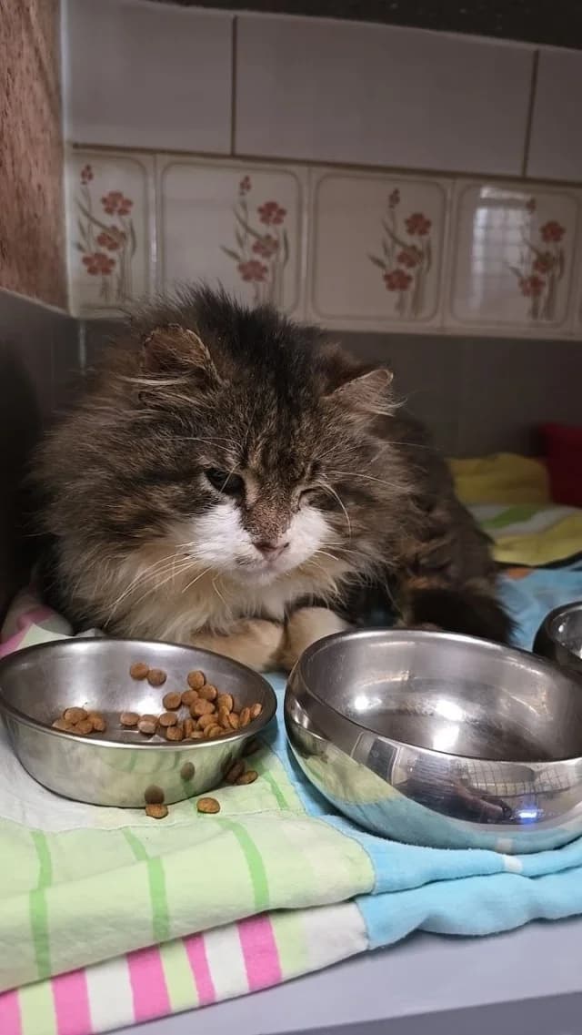 Cat 28558, female young Mixed Breed for adoption at Pets Tallinn Shelter, Tallinn