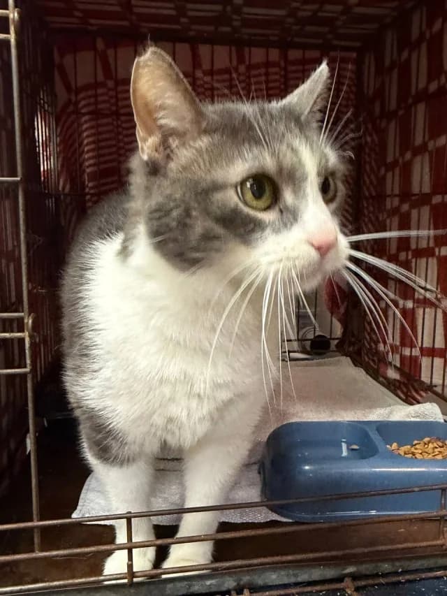 Cat 28559, female young Mixed Breed for adoption at Pets Tallinn Shelter, Tallinn
