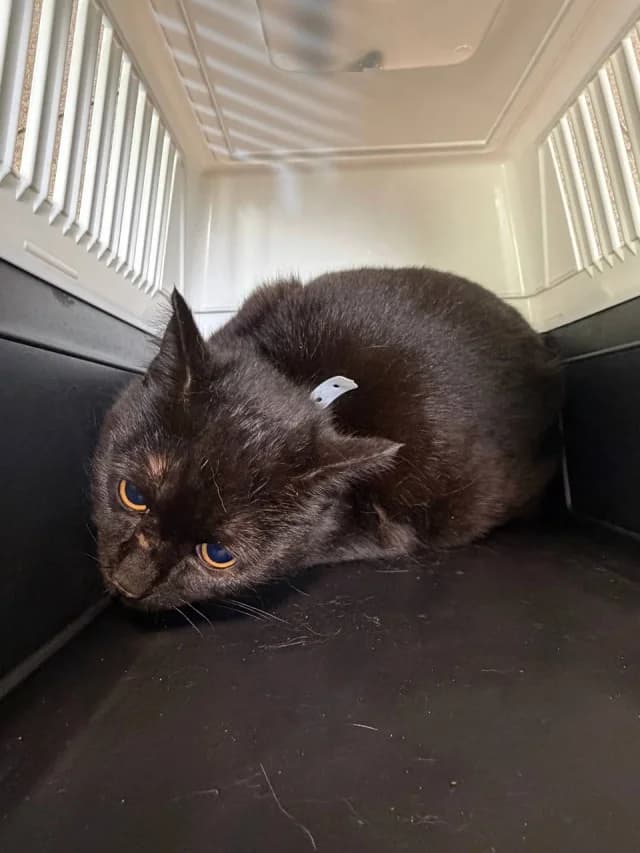 Cat 28560, female young Mixed Breed for adoption at Pets Tallinn Shelter, Tallinn