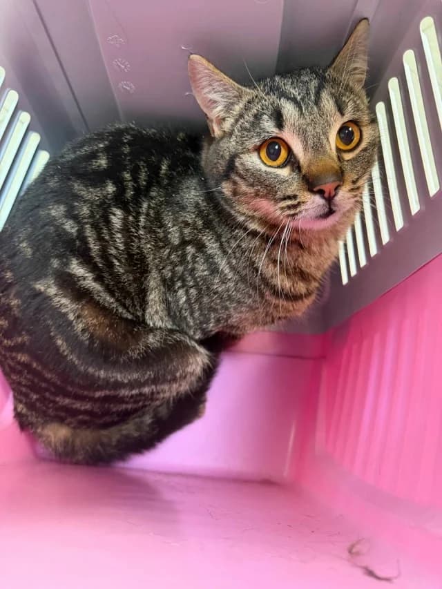 Cat 28561, female young Mixed Breed for adoption at Pets Tallinn Shelter, Tallinn